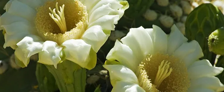 Arizona State Flower – Saguaro