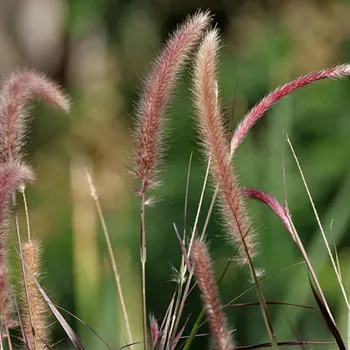 purple-fountain-grass-7797