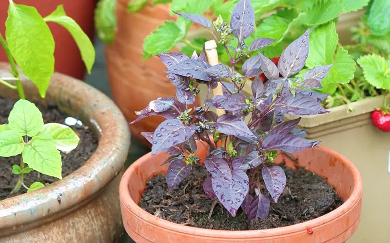 Conquer Small Spaces with Container Gardening
