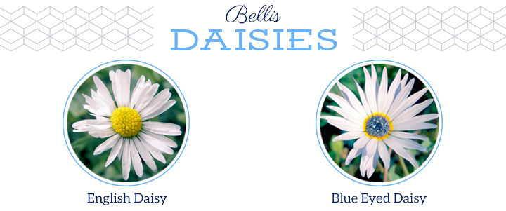 Five Common Types of Daisies - Dengarden