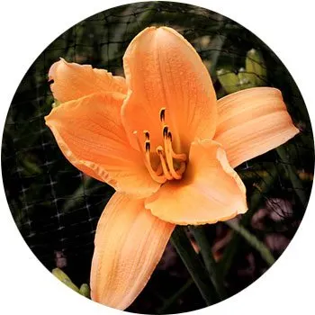 orange-hemerocallis