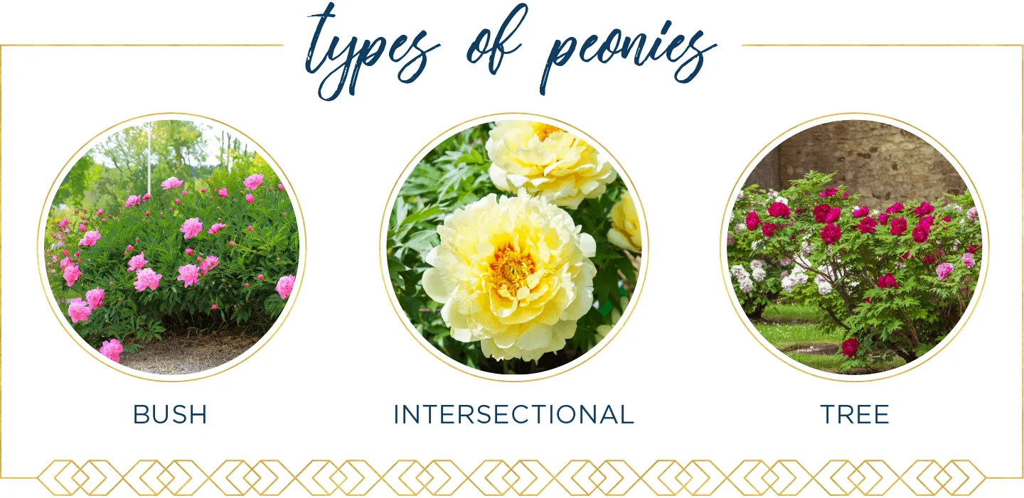 Peony Care Guide: How to Plant and Grow Peonies