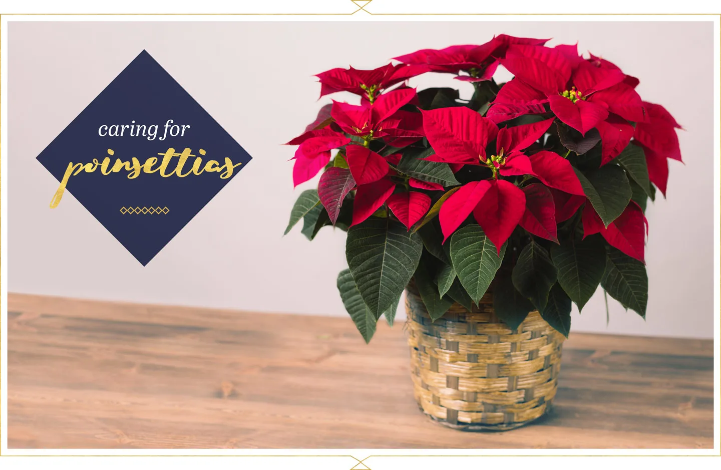 Poinsettia Care Guide: Tips and Tricks