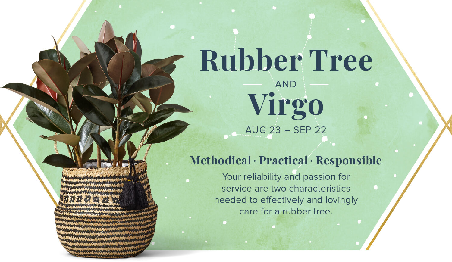 rubber tree and virgo zodiac plant pairing