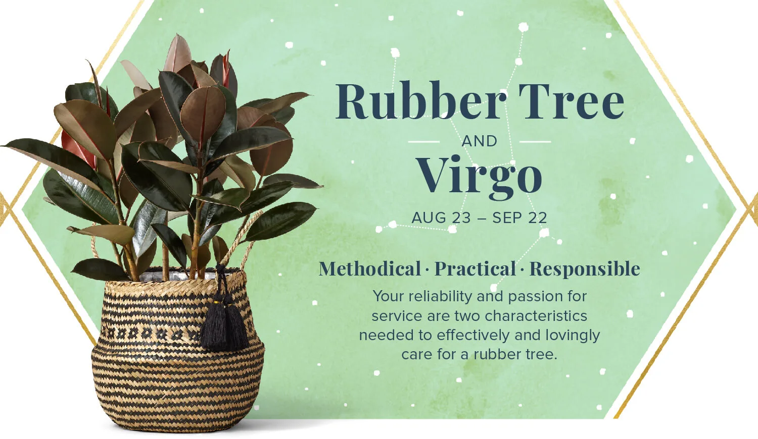 The-Perfect-Plant-For-You-According-To-Your-Zodiac-Rubber-Tree