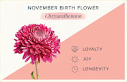 November Birth Flower More Chrysanthemum ProFlowers
