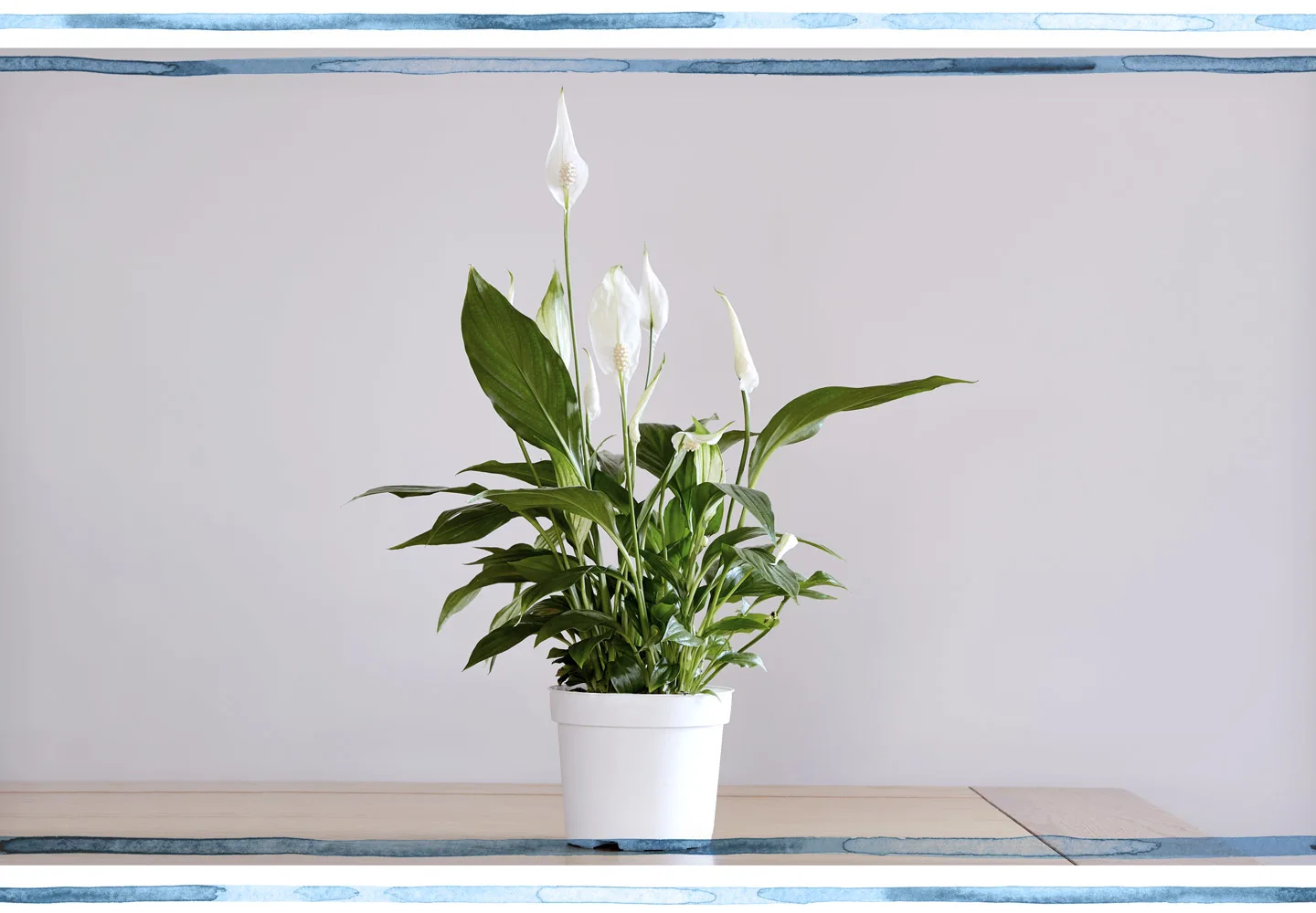 Peace Lily Care Tips and Tricks