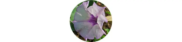 purple-datura-stramonium