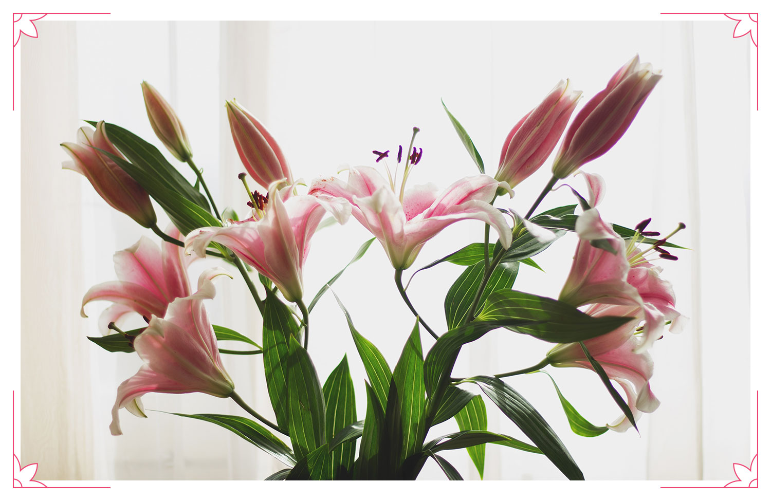 pink lilies
