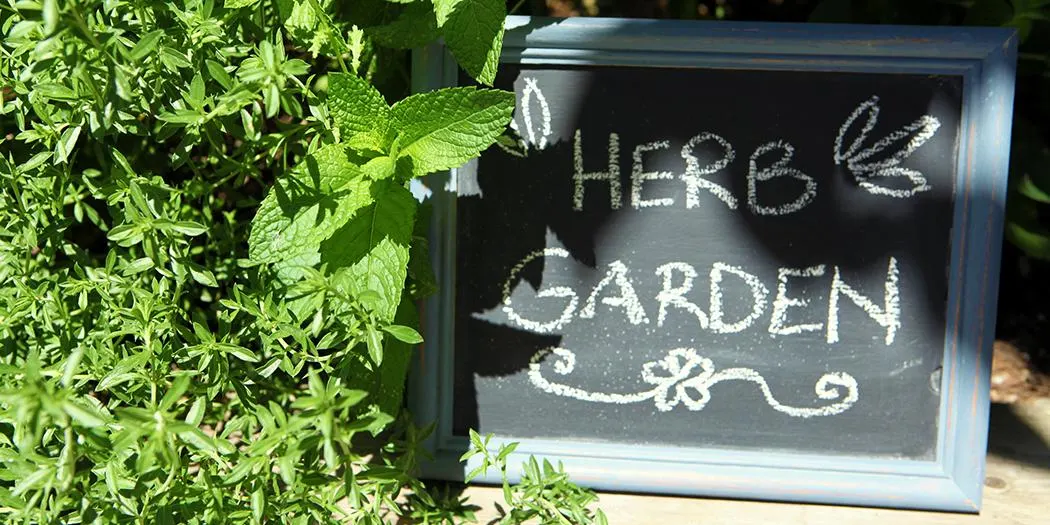 Harvest Your Summer Herb Garden