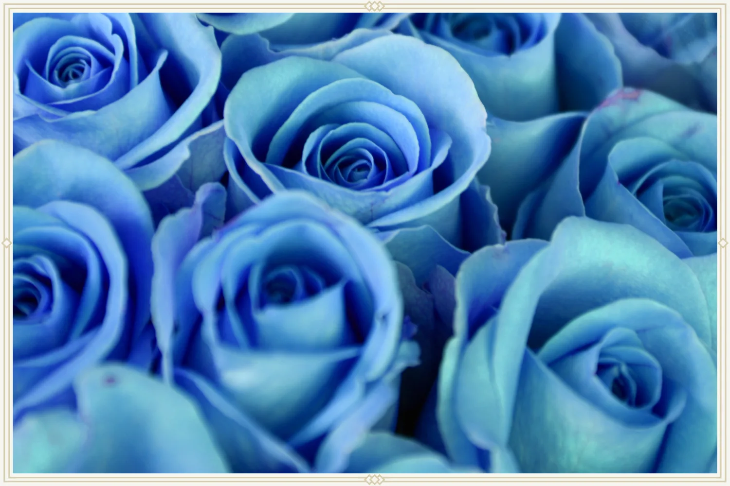 11-blue-roses