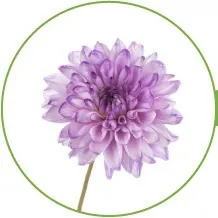 134-DAHLIA-longest-lasting-flowers
