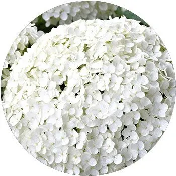 white-hydrangea-macrophylla