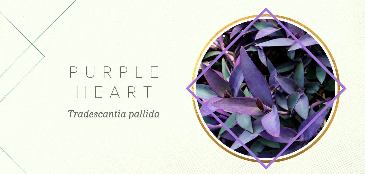 colorful-succulents-purple-heart