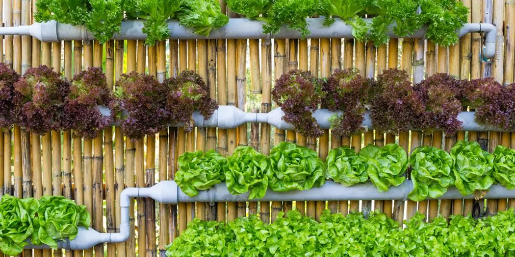 Think Vertical: Ideas for the Vertical Garden