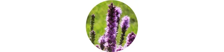 purple-liatris