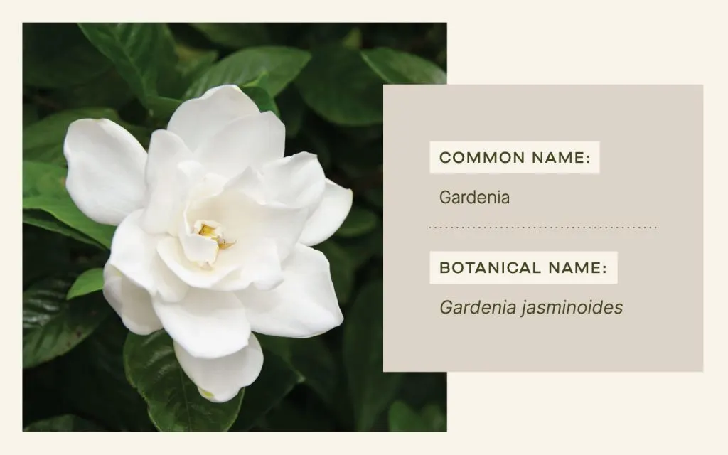 Gardenia