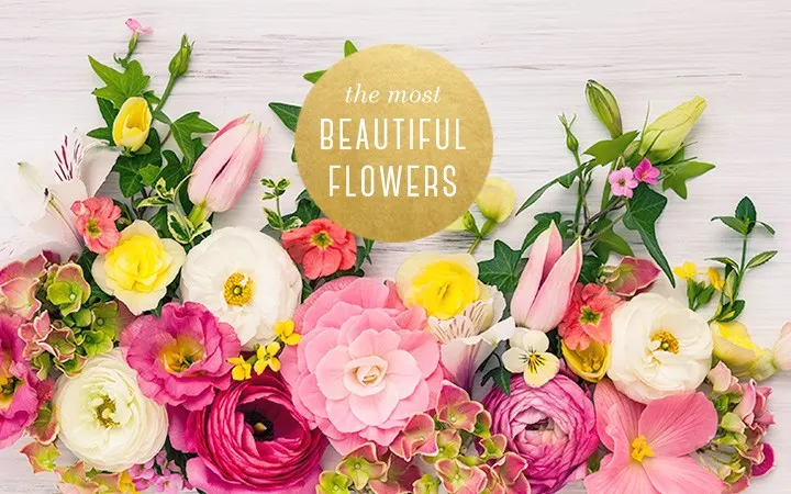 The 20 Most Beautiful Flowers You’ll Ever See