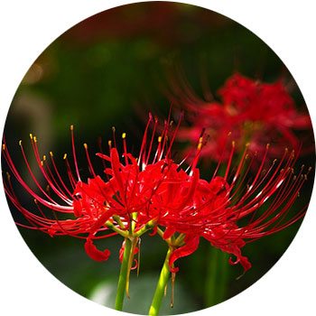 41 Types of Red Flowers - ProFlowers Blog