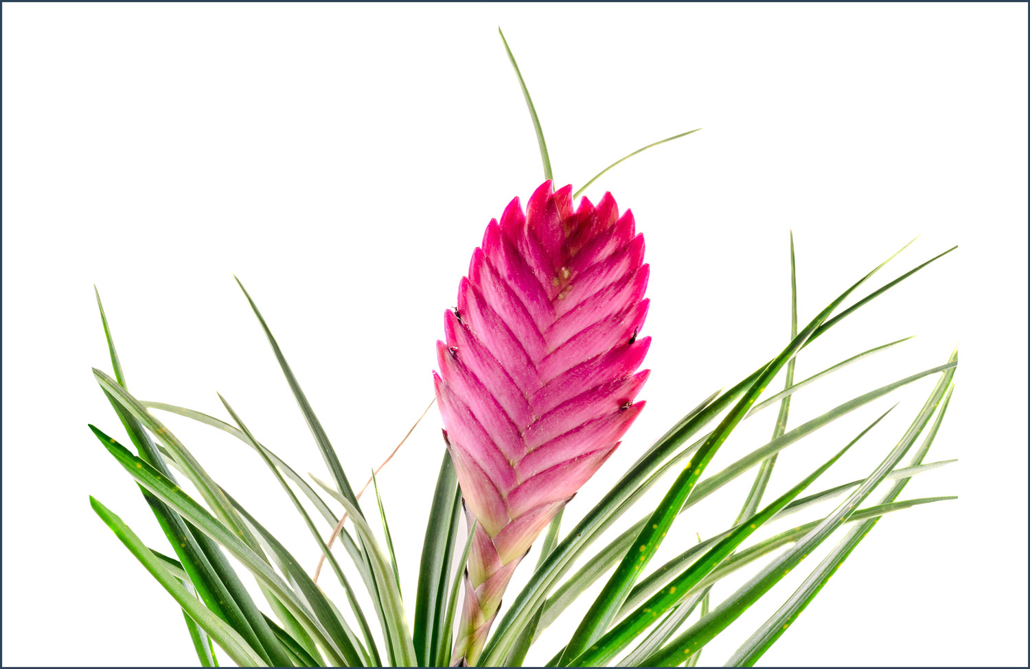Tillandsia cyanea (Pink Quill) image