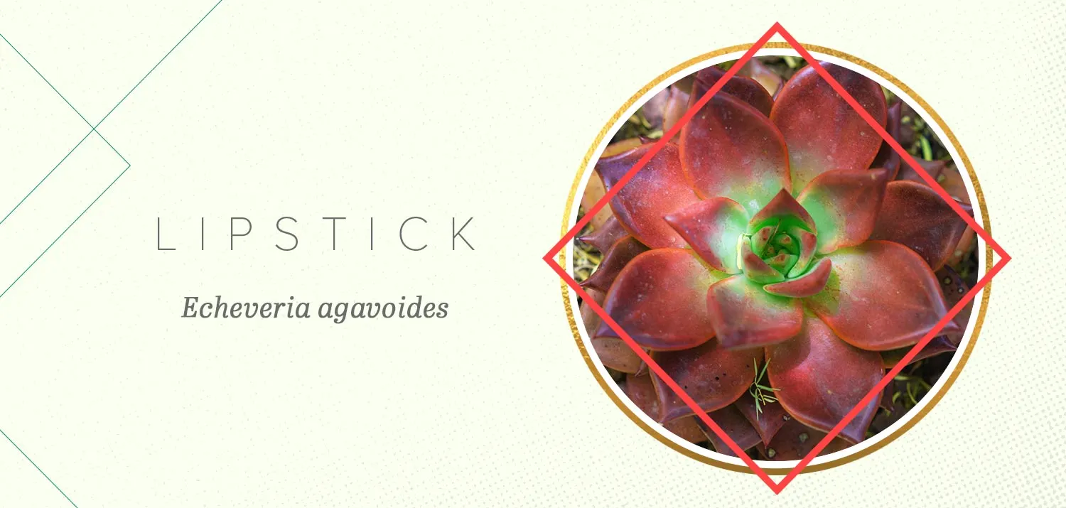 colorful-succulents-lipstick