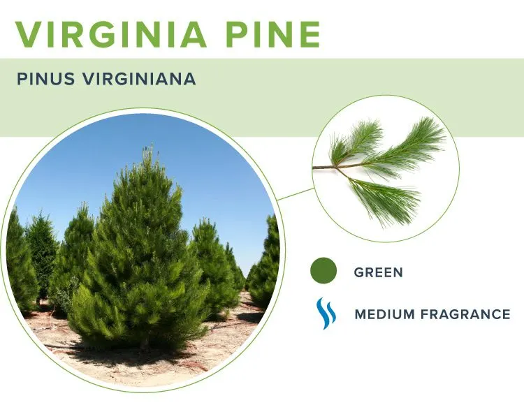 types-of-christmas-trees-virginia-pine
