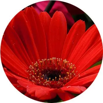 Gerbera Daisy