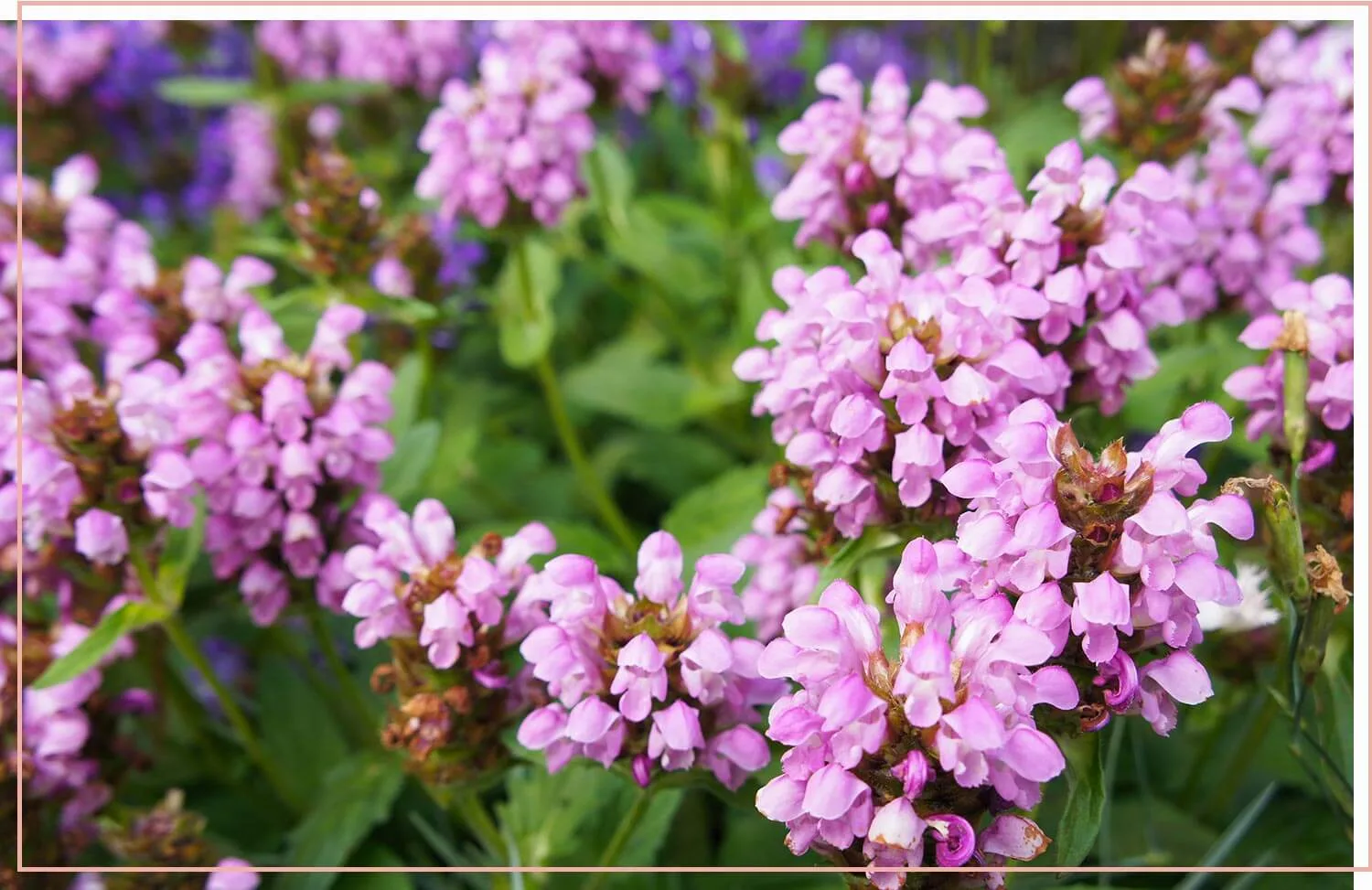 flowering-weeds-and-unexpected-beauty-35-self-heal