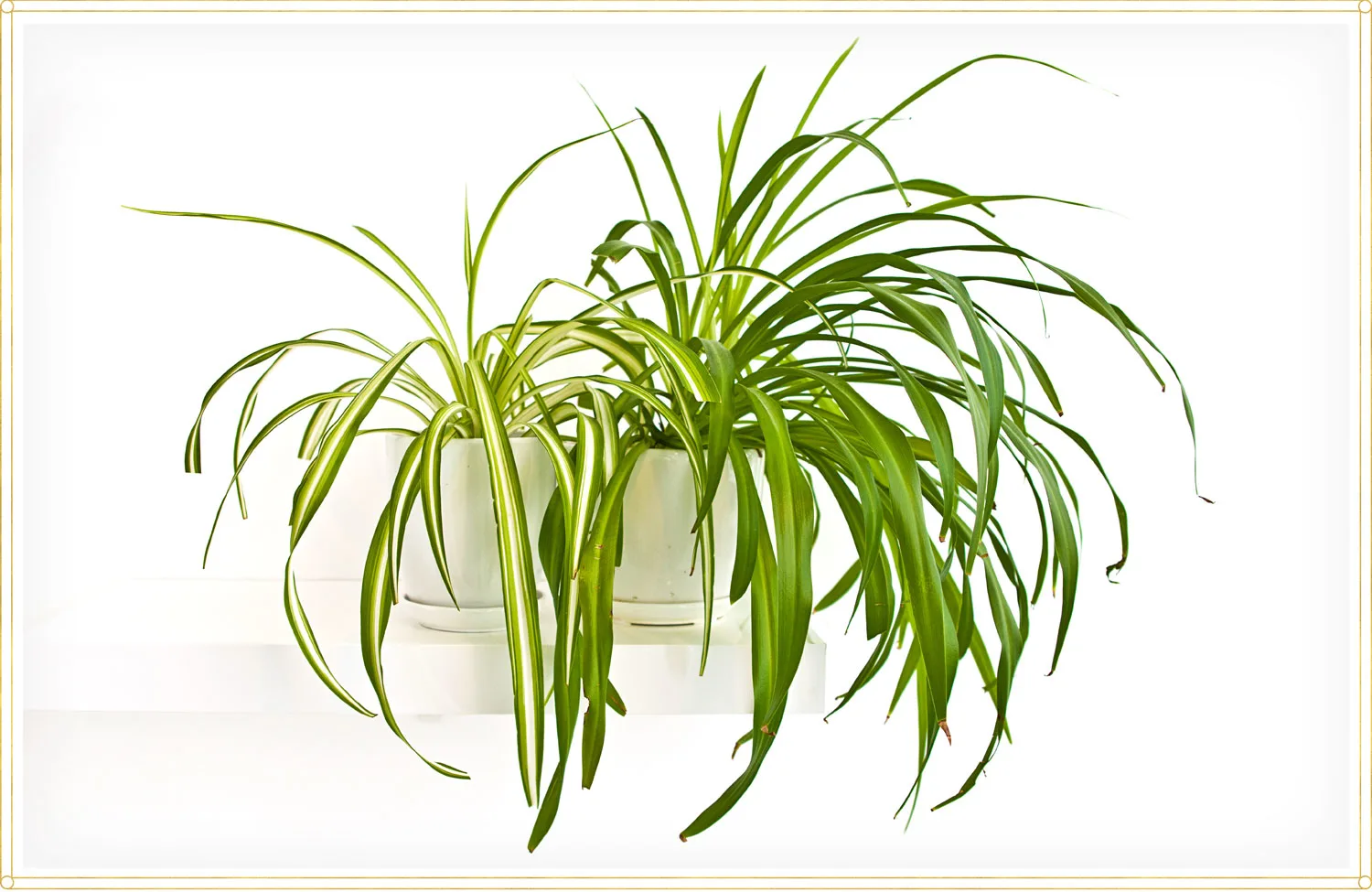 spider-plant-care-chlorophytum-comosum-variegatum
