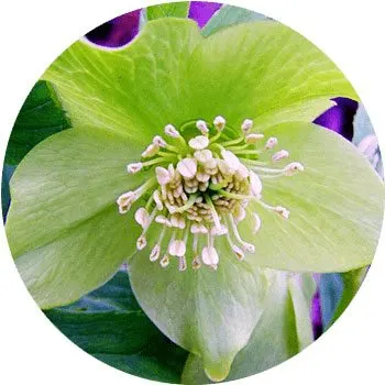 green-hellebores