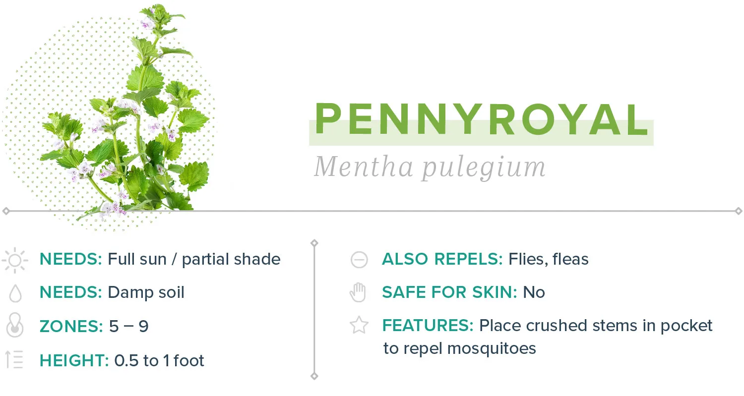 mosquito-repelling-plants-15-pennyroyal