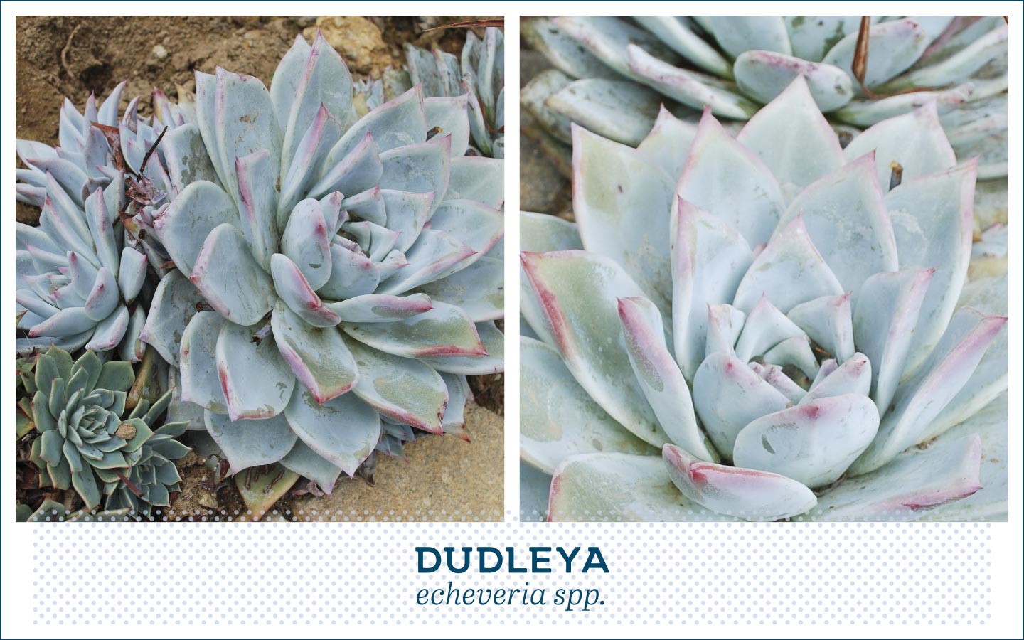 20 Popular Types of Succulents - FTD.com