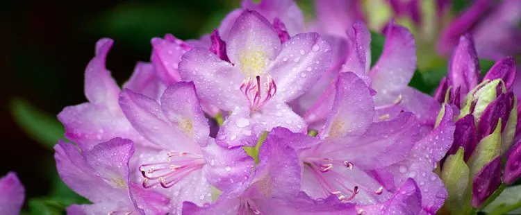 Washington State Flower - The Coast Rhododendron