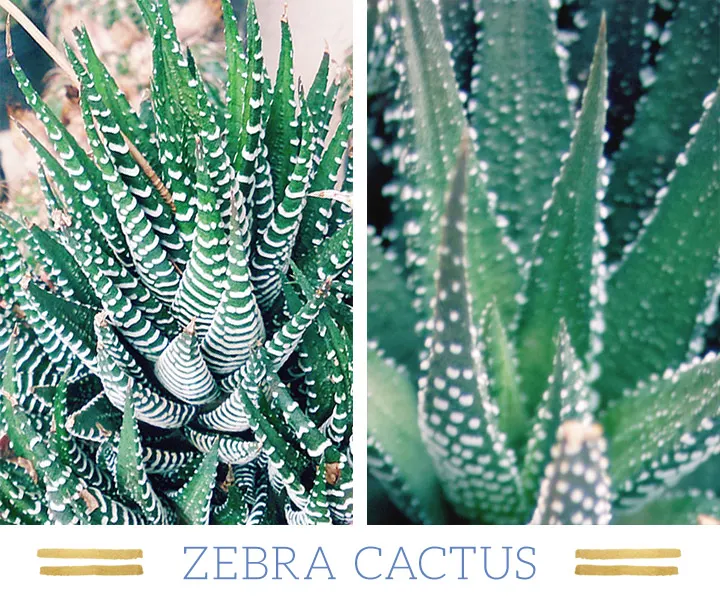 127 Stunning Desert Plants