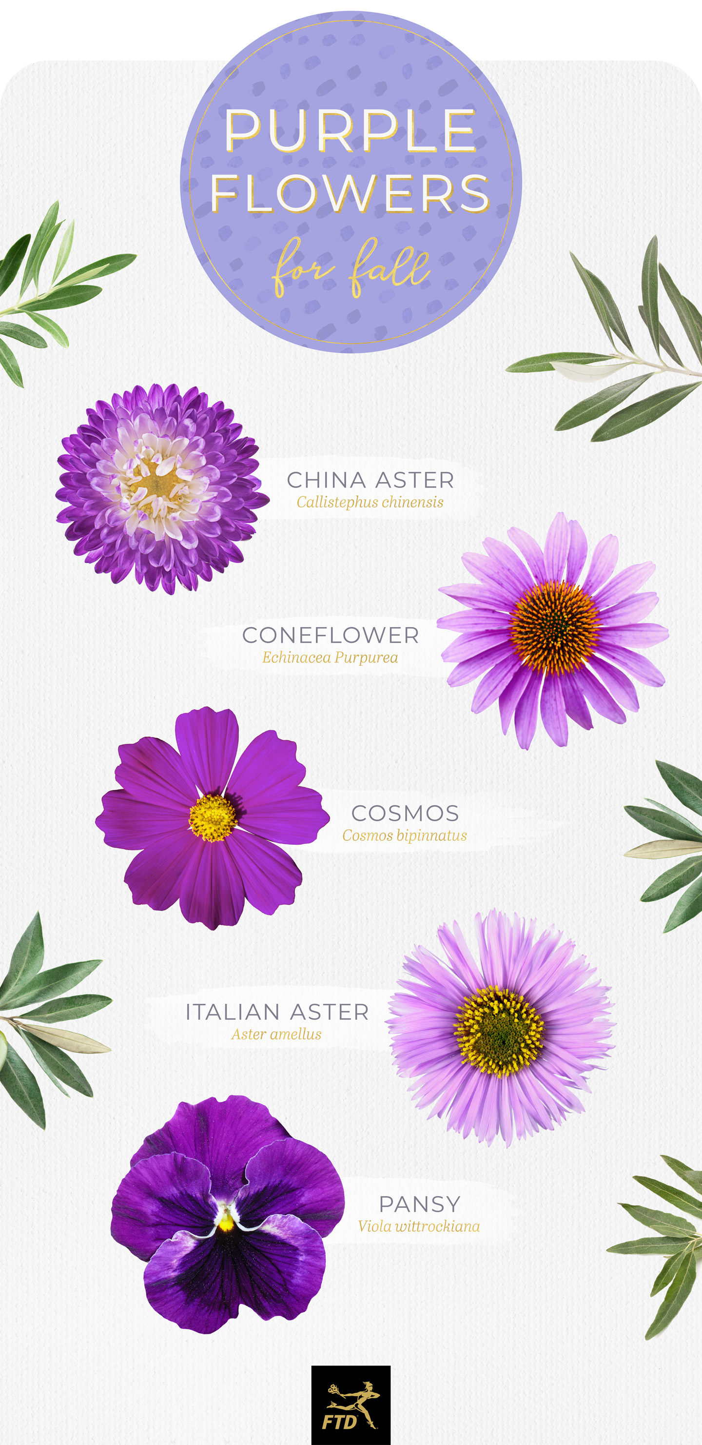 varieties of purple flower types