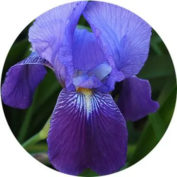 blue-iris-sibirica