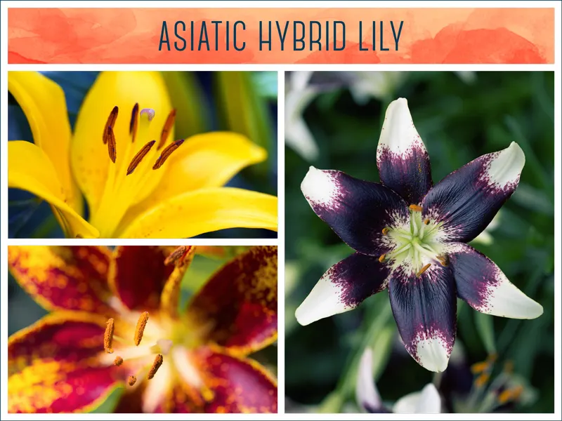 asiatic-hybrid-lily