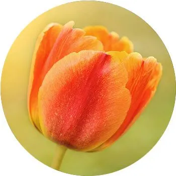 orange-tulipa