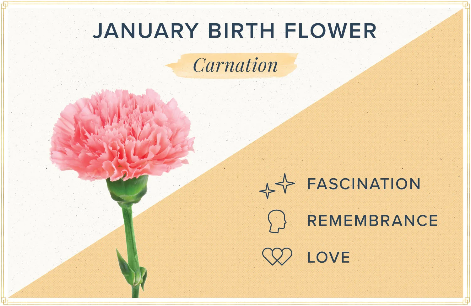 January Birth Flower + More: Carnation