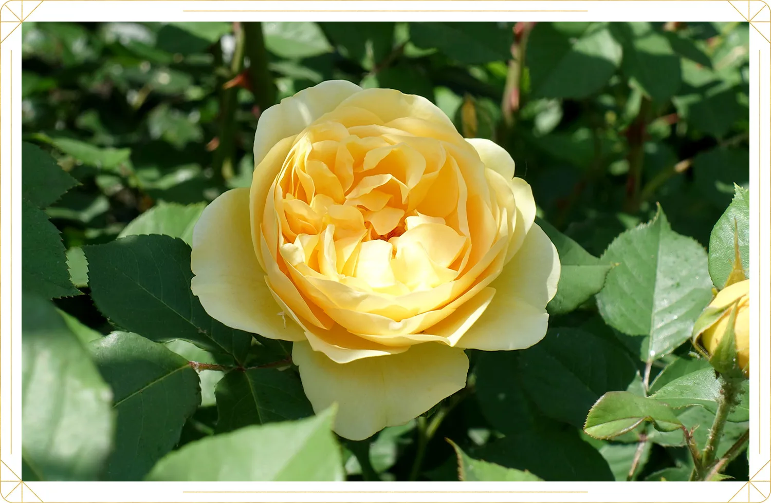 Rose Care Guide: Growing Tips and Info | ProFlowers