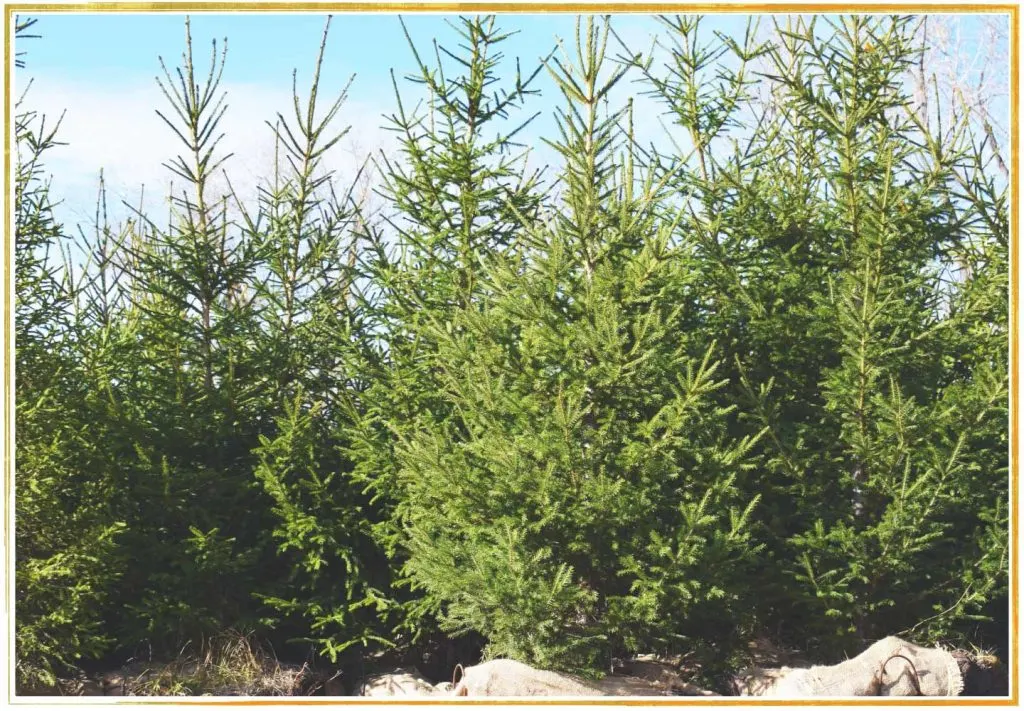 cedar-christmas-trees-1024x711