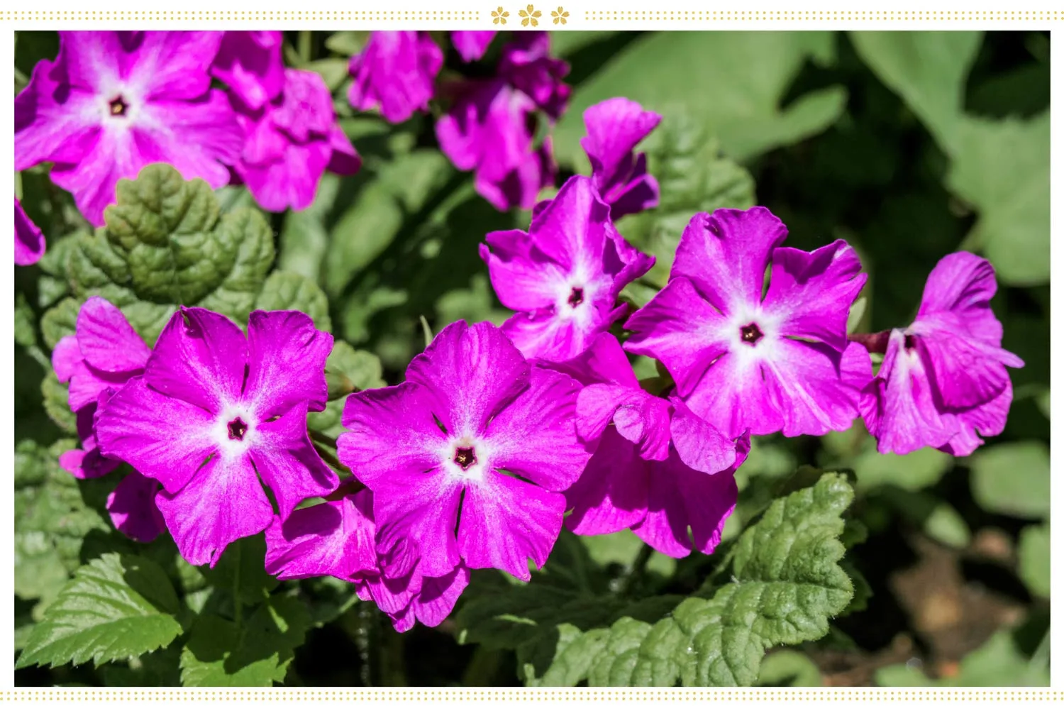 japanese-flowers-sakusarou