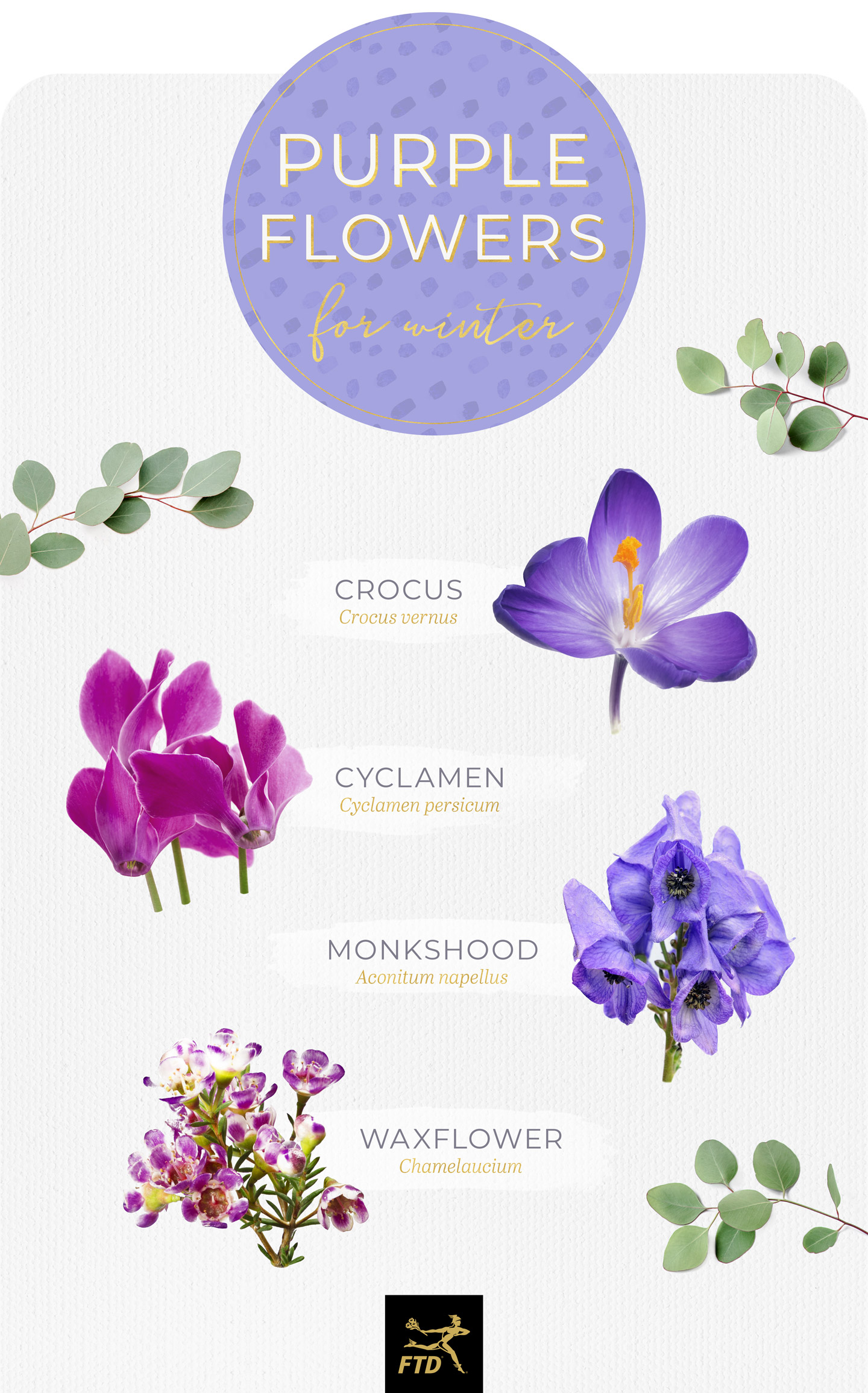 tall purple flowers names