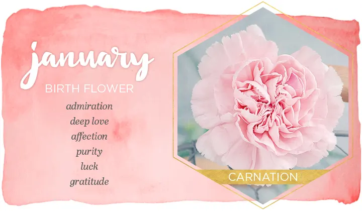 January Birth Flower: Carnation
