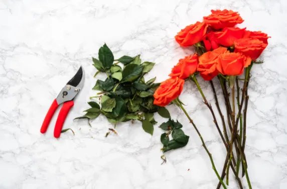 A Guide to Keeping Flowers Fresh