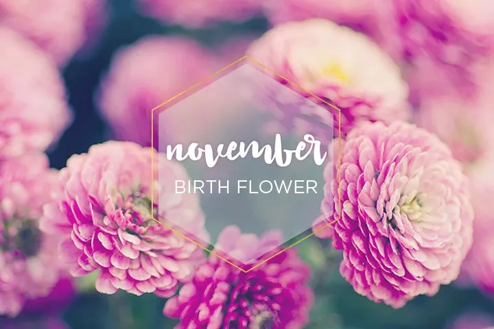 November Birth Flower: Chrysanthemum