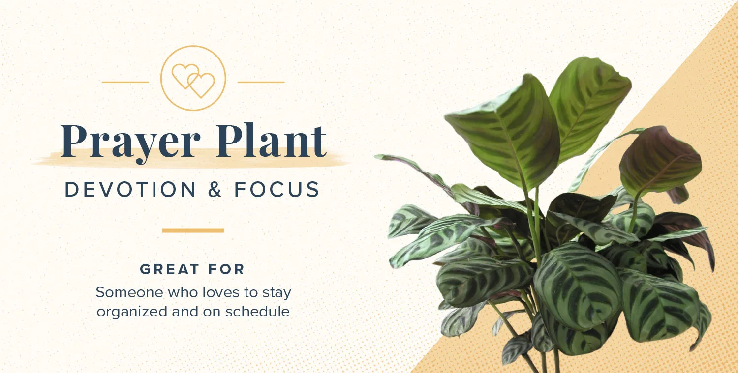 plant-symbolism-11-prayerplant