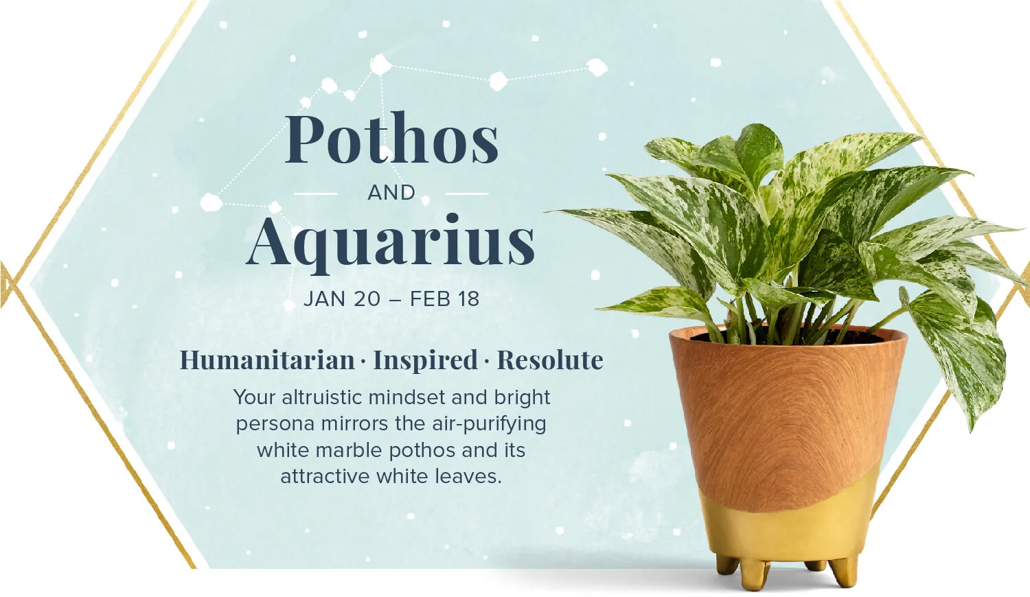 The-Perfect-Plant-For-You-According-To-Your-Zodiac-Pothos