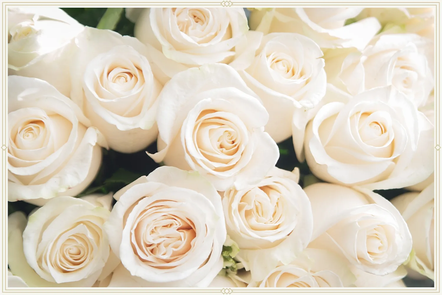 2-white-roses