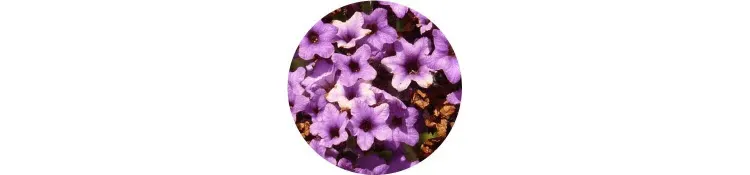 purple-heliotropium-peruvianum